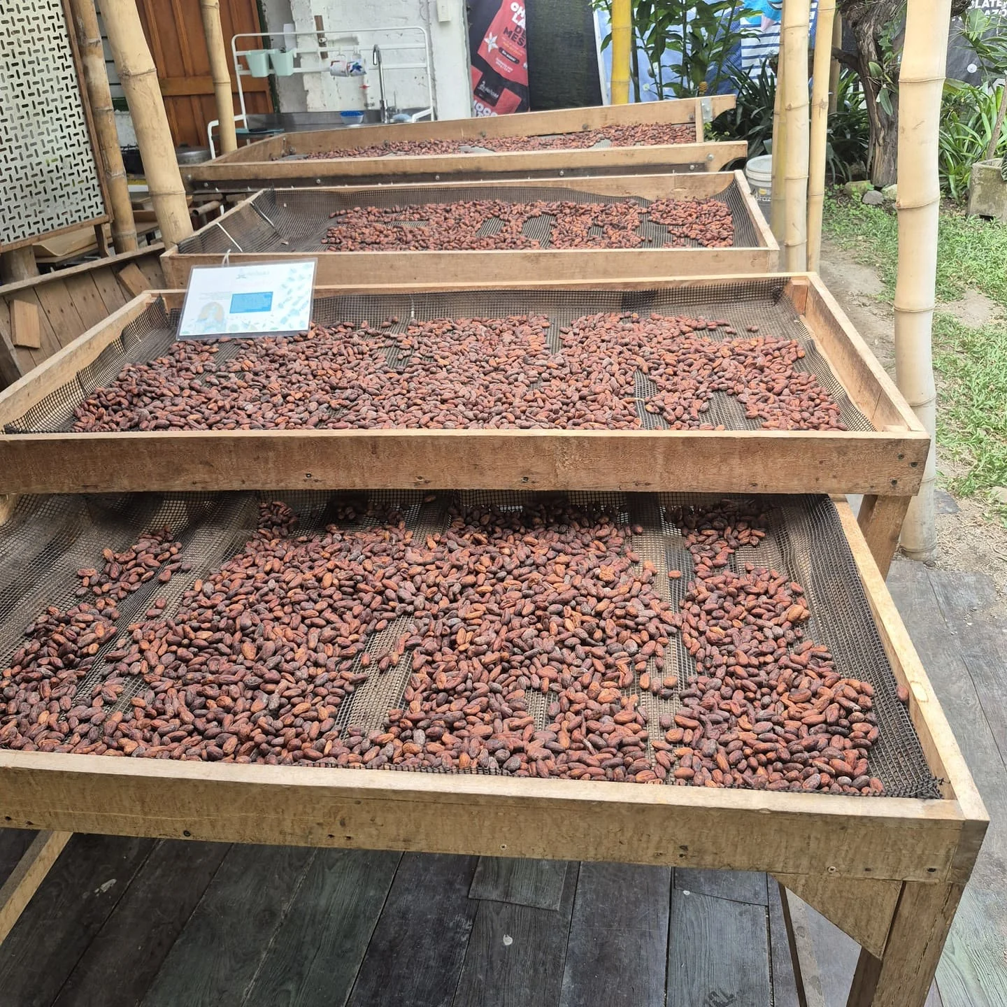 cacao proceso grano