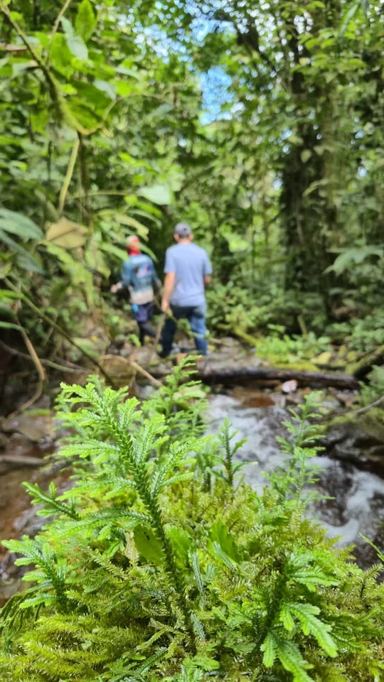ruta senderismo valle del cauca ruta senderismo valle del cauca