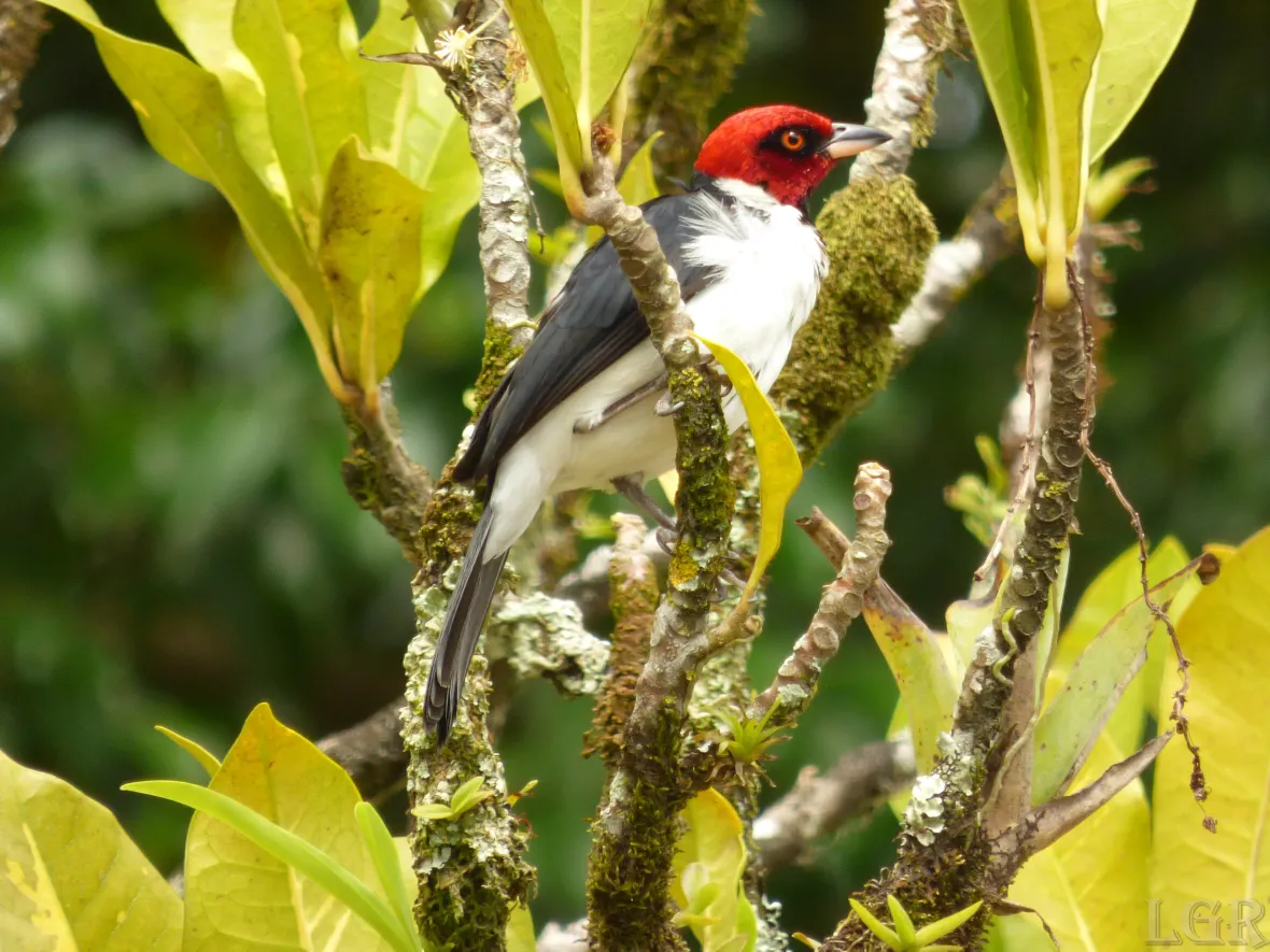 Cardenal pantanero Cardenal pantanero entre la vegetación de Laguna de Sonso