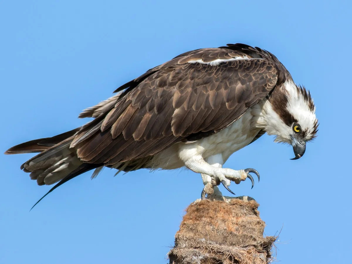Águila pescadora Águila pescadora, una de las aves que pueden observarse en Laguna de Sonso