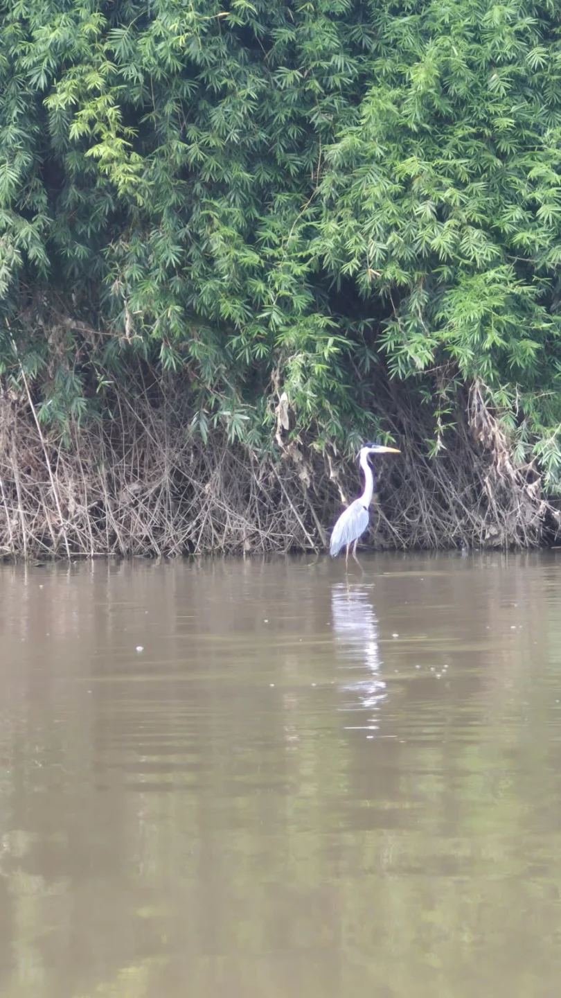 garza rio cauca avistamiento aves Garza en la ribera del río Cauca durante un recorrido de avistamiento de aves